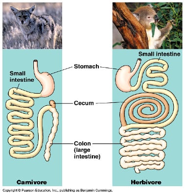 carnivore vs herbivore digestive tract