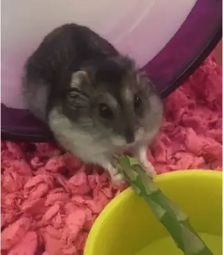 hamster muching on some asparagus