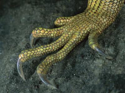 claw of an iguana