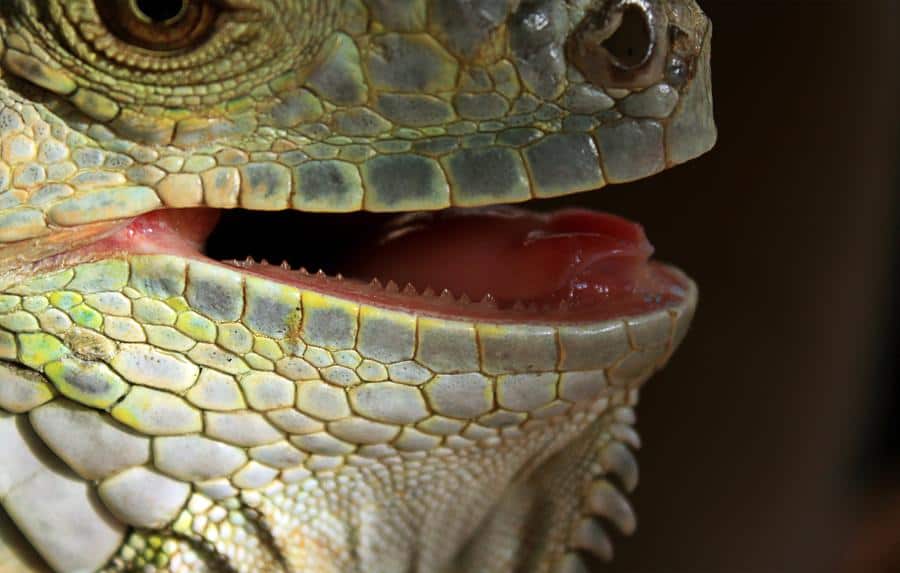 teeth of iguana
