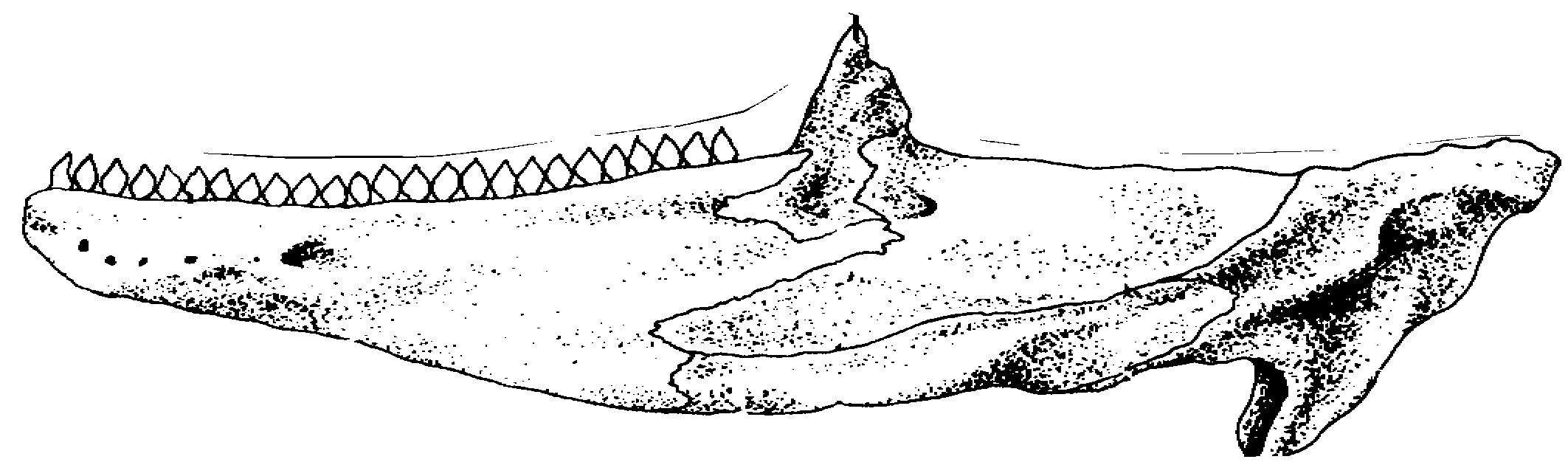 tooth of an iguana drawing
