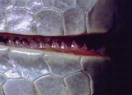 teeth of the iguana
