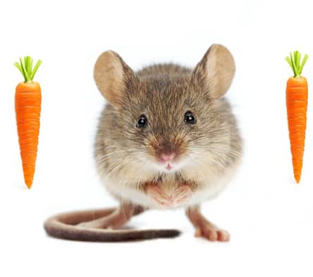 mouse with carrot