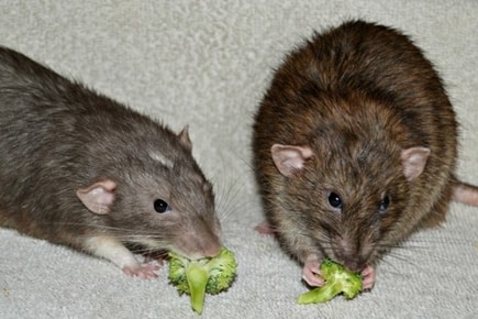 rats eating broccoli