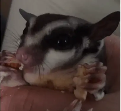 sugar glider eating an almond