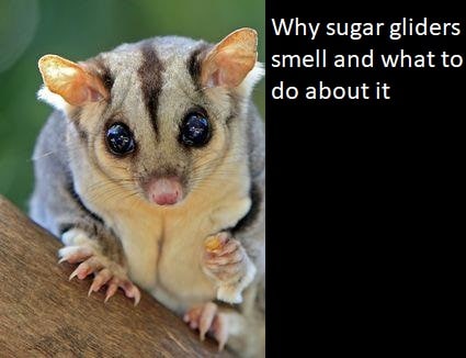 sugar glider odor