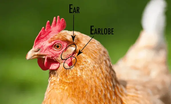 chicken earlobe picture