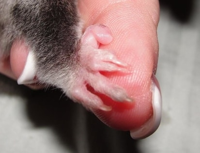 sugar glider fact: they have a natural comb