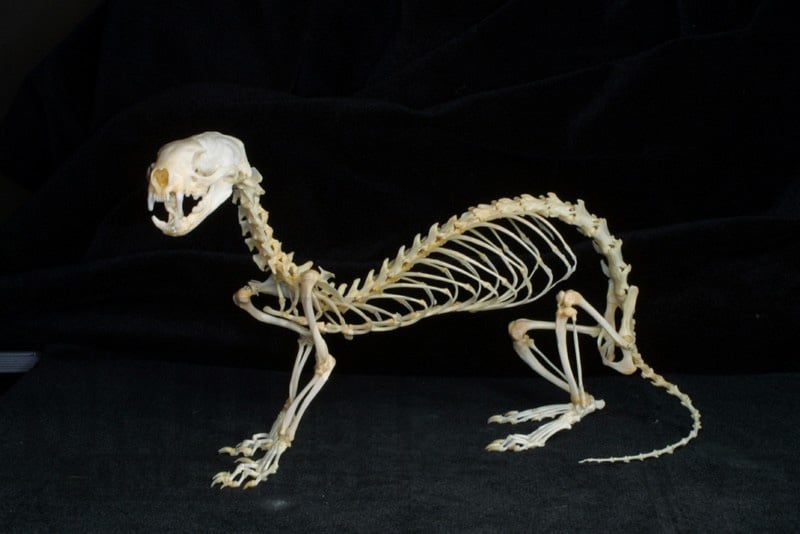 ferret skeleton