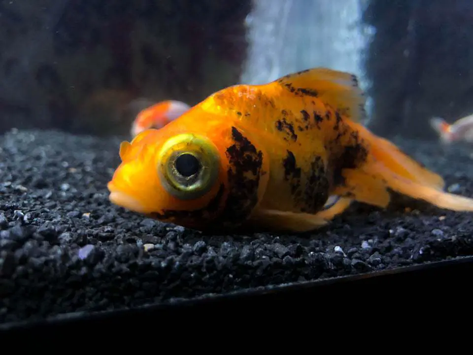 goldfish turning black because of ammonia