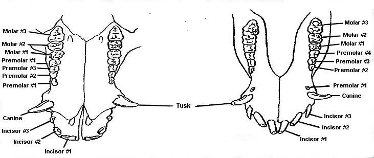 a diagram of the teeth of a pig