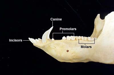 picture of pig teeth