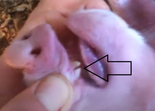 picture of the piglet's needle teeth