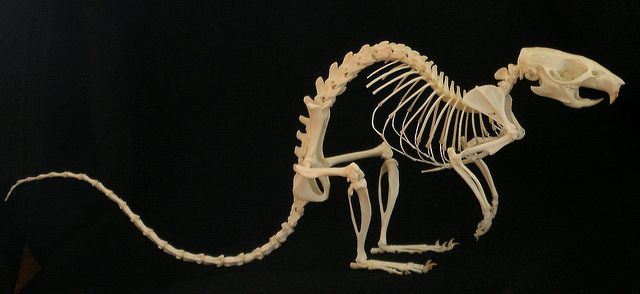 the skeleton of a rat