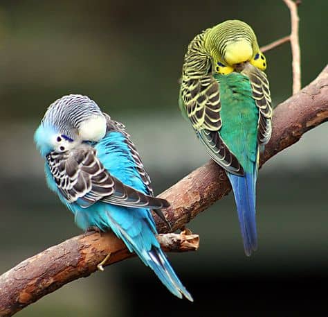 a photo of what a sleeping parakeet looks like