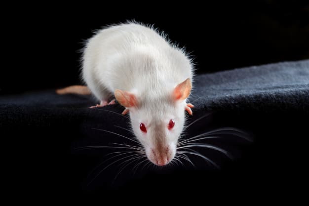 a picture of an albino rat