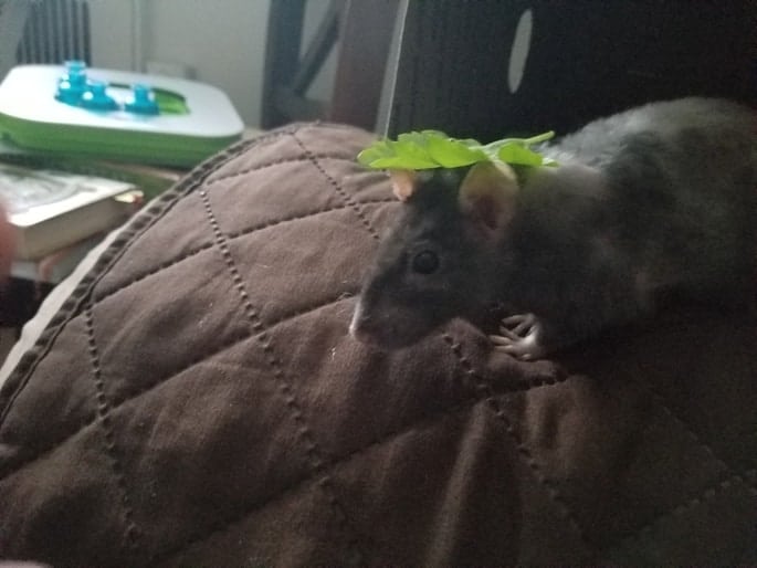 a rat with a celery leaf
