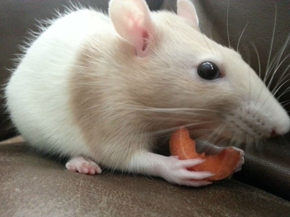 picture of a rat eating a carrot