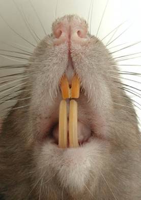 photo of rat teeth