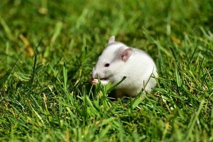 a picture of a white rat in the grass