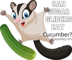 gliders cucumbers toxic