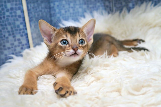 How Much Does An Abyssinian Cat Cost? [Complete Price Breakdown]