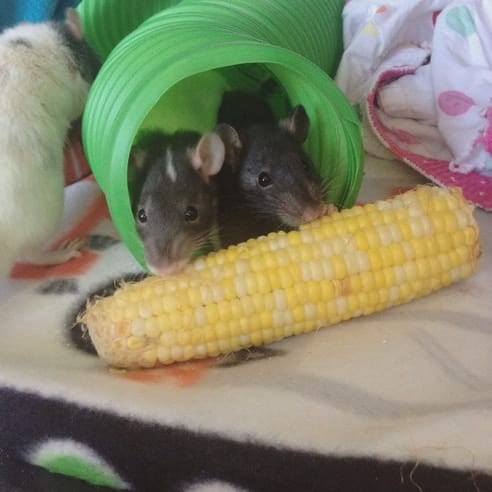 rats eating corn on the cob