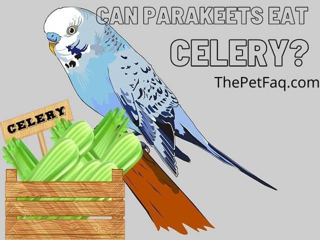 can parakeets eat celery?