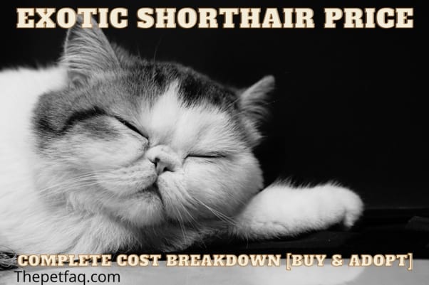 Exotic Shorthair Price