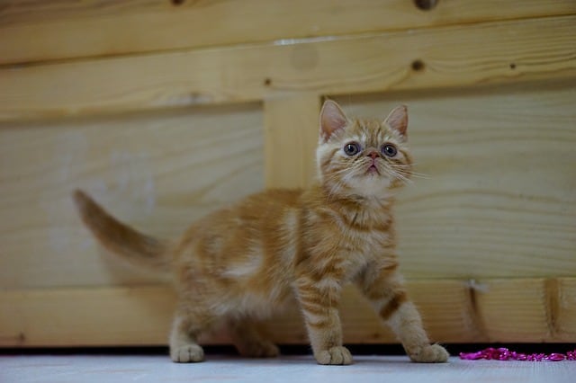how much does an exotic shorthair kitten cost