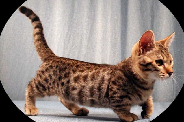 genetta cat with short legs