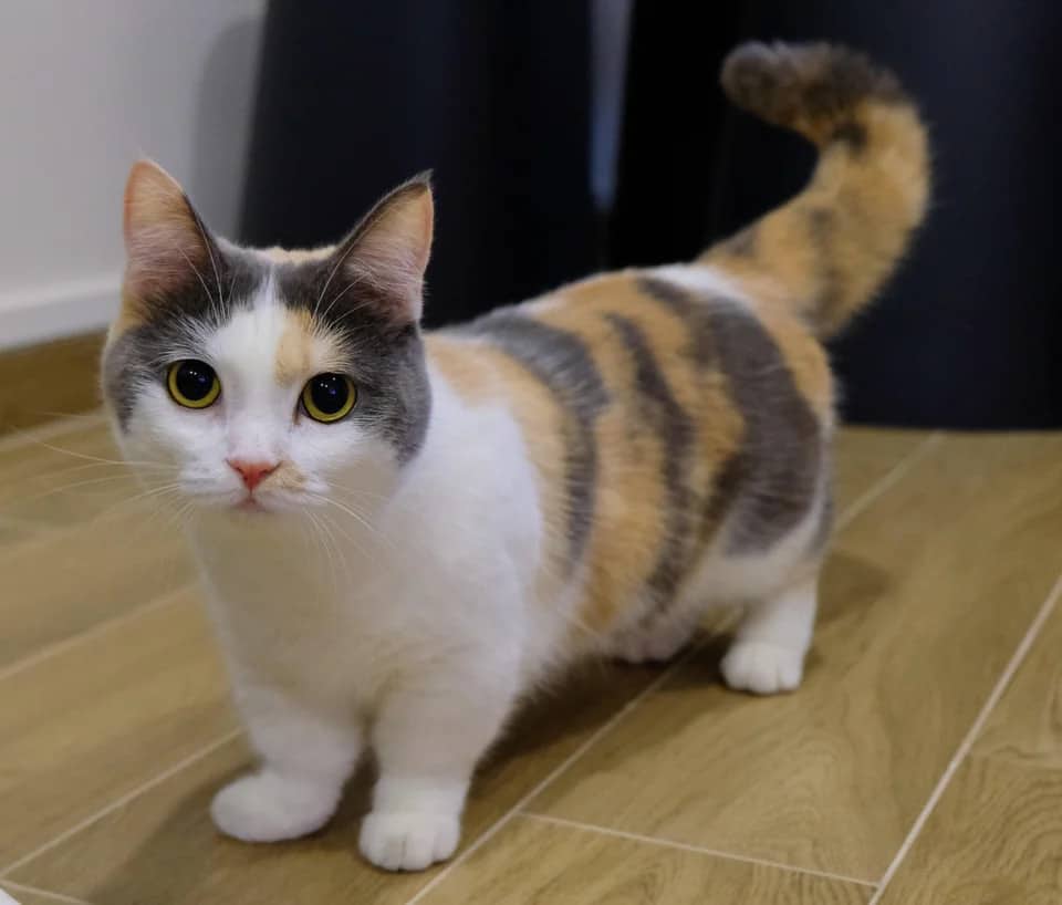 a picture of the munchkin cat