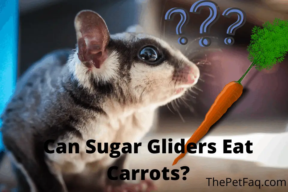 can sugar gliders eat carrots