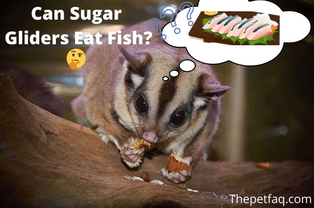 can sugar gliders eat fish