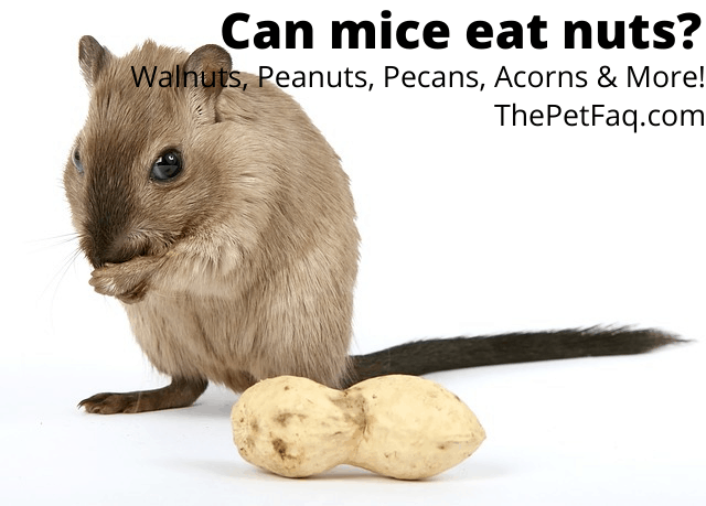 can pet mice eat nuts