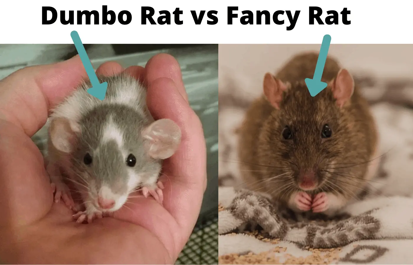 dumbo rat vs fancy rat