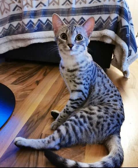 picture of an egyptian mau cat showing off its long legs