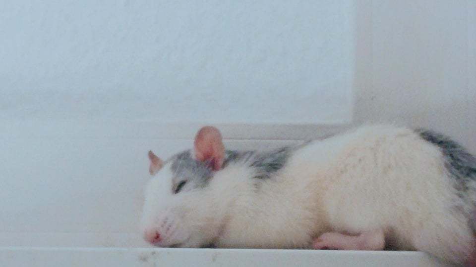 photo of a roan rat