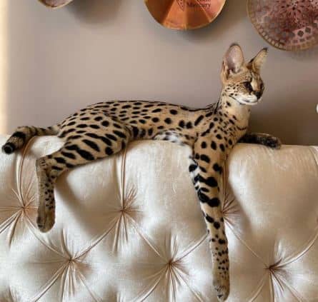 picture of a savannah cat