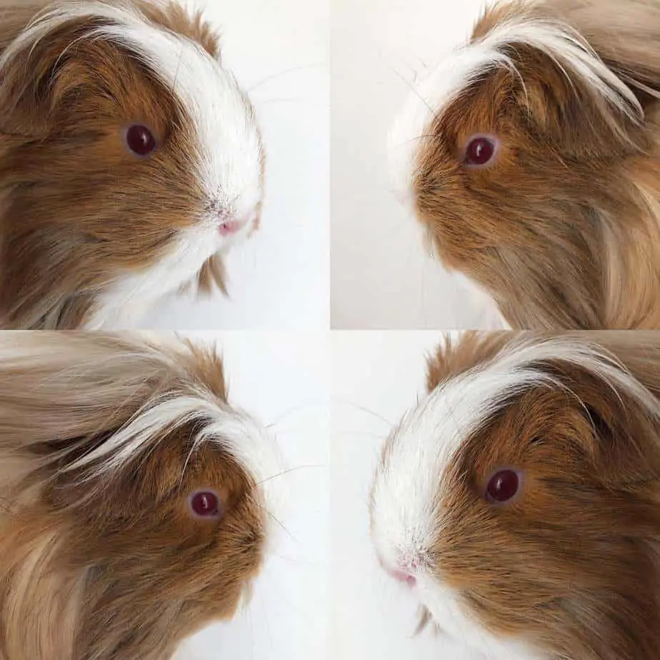 sheltie guinea pig appearance