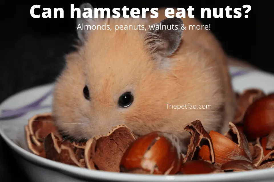 can hamsters eat nuts