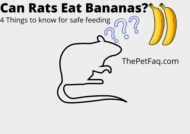 can rats eat bananas