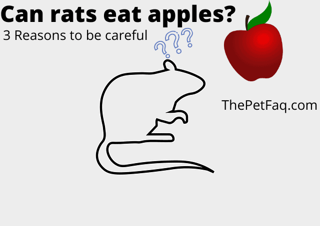 Can rats eat apples?