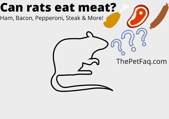 can rats eat meat?