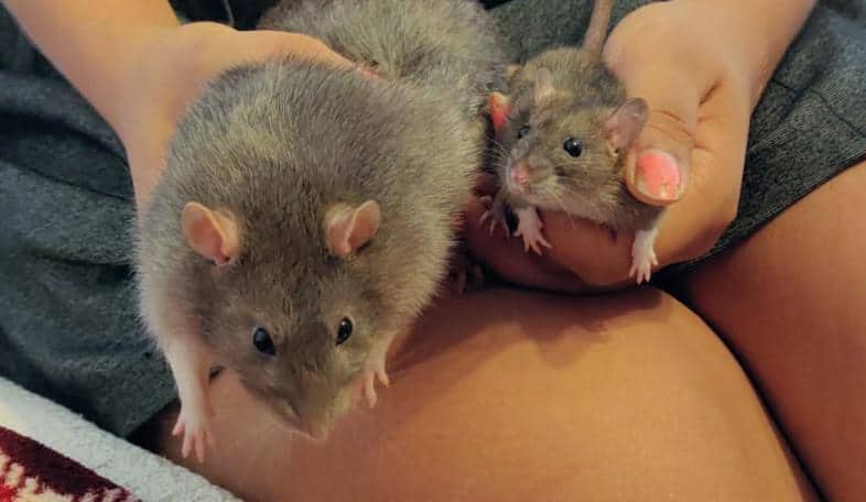 dwarf rat vs standard rat size comparison