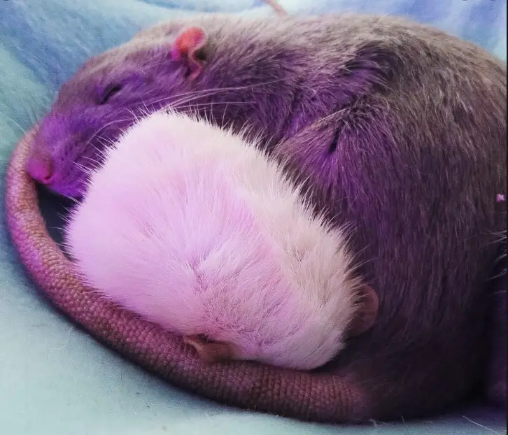 a dwarf rat snuggling with a standard rat
