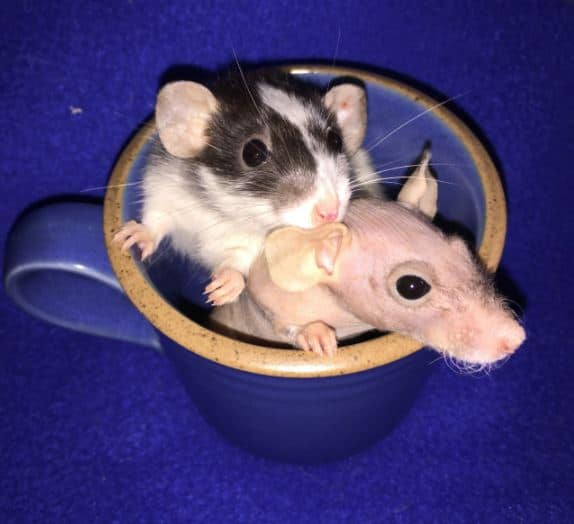 two dwarf rats in a mug
