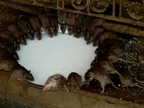 photo of rats drinking milk
