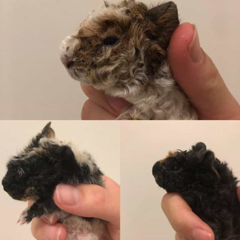 newborn alpaca guinea pigs