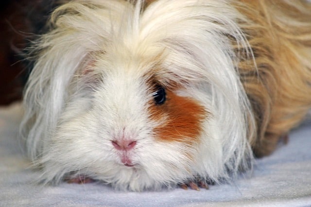 photo of a lunkarya guinea pig